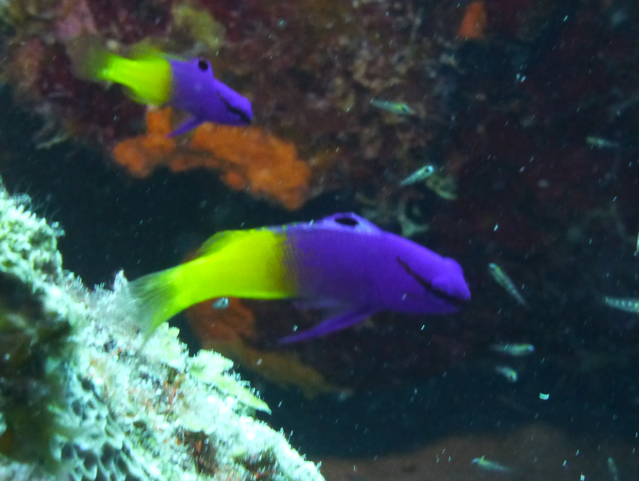 Fairy Basslet, Bonaire, 2013
