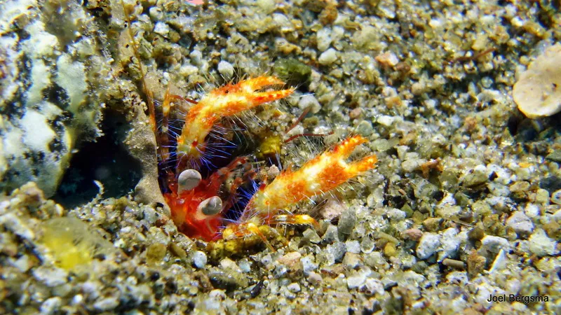 Crab, Philippines, 2017