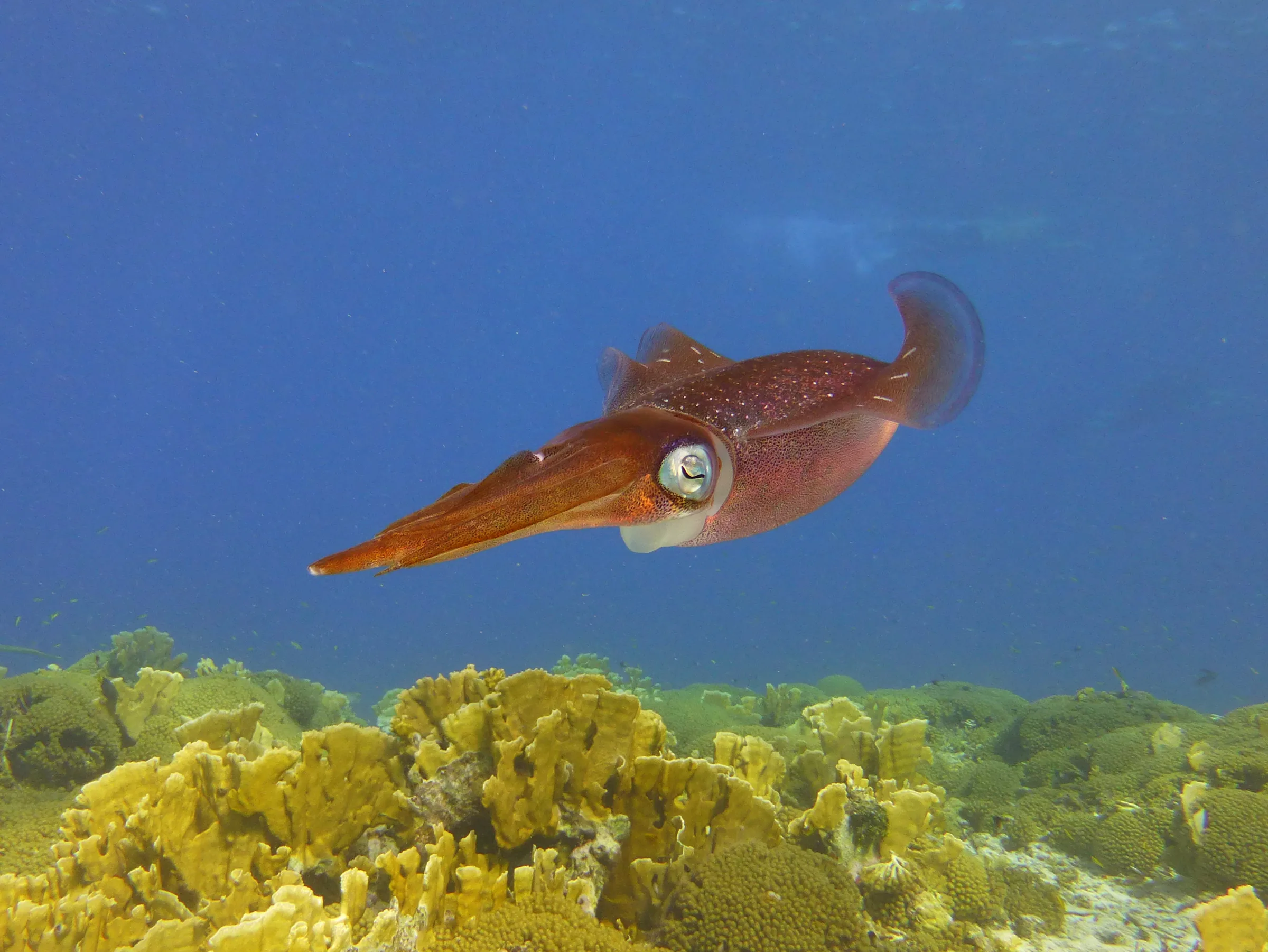 Bonaire underwater photograph, 2013