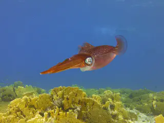 Underwater photograph by Joel Bergsma
