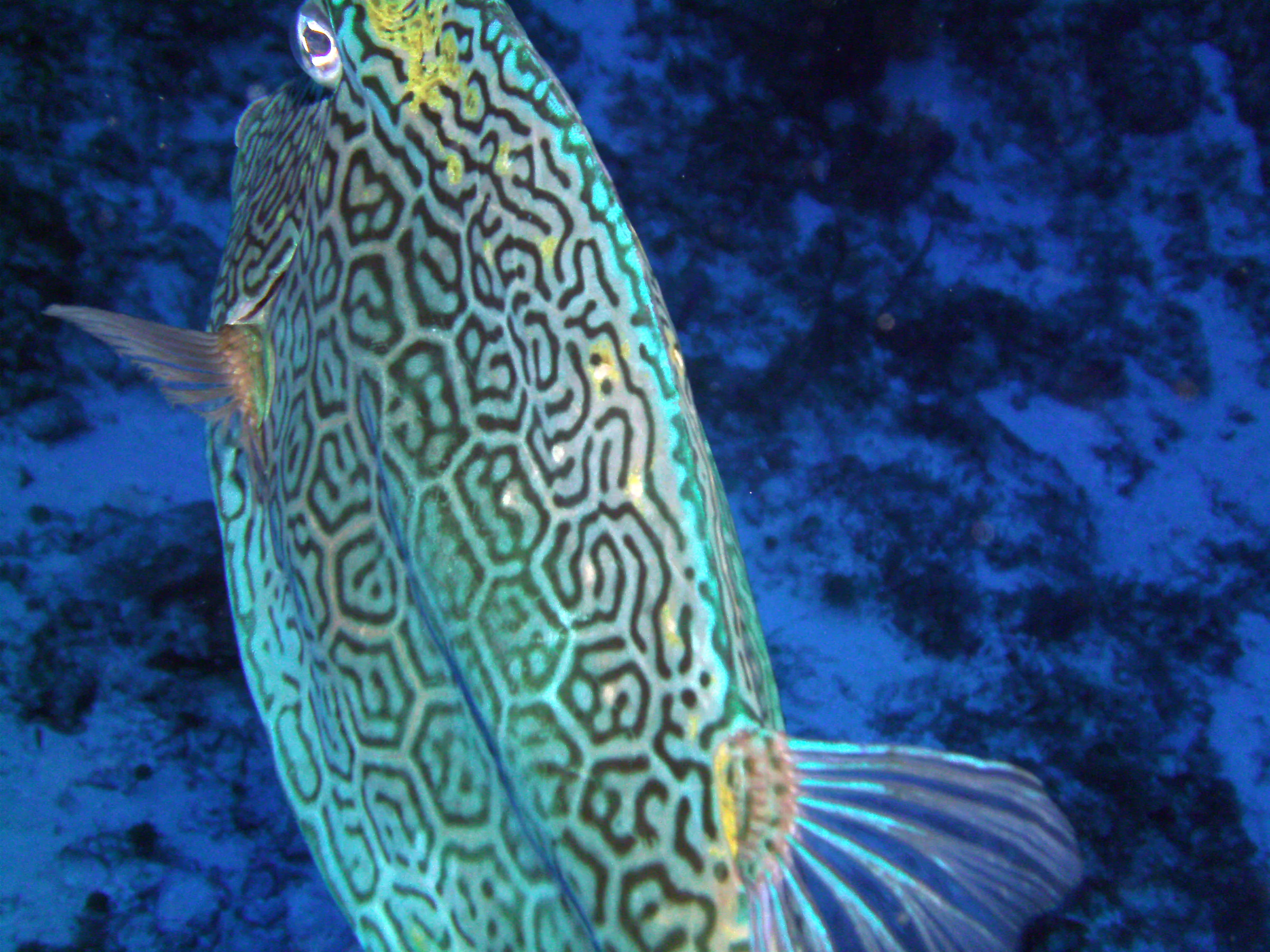Honeycomb Cowfish up close and personal.