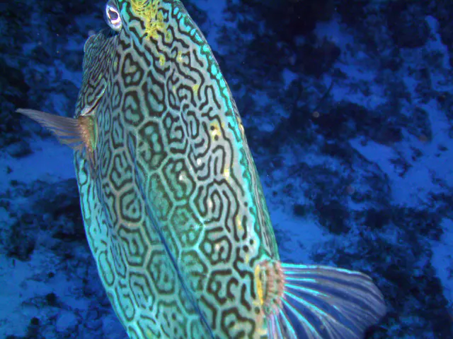 Honeycomb Cowfish up close and personal.