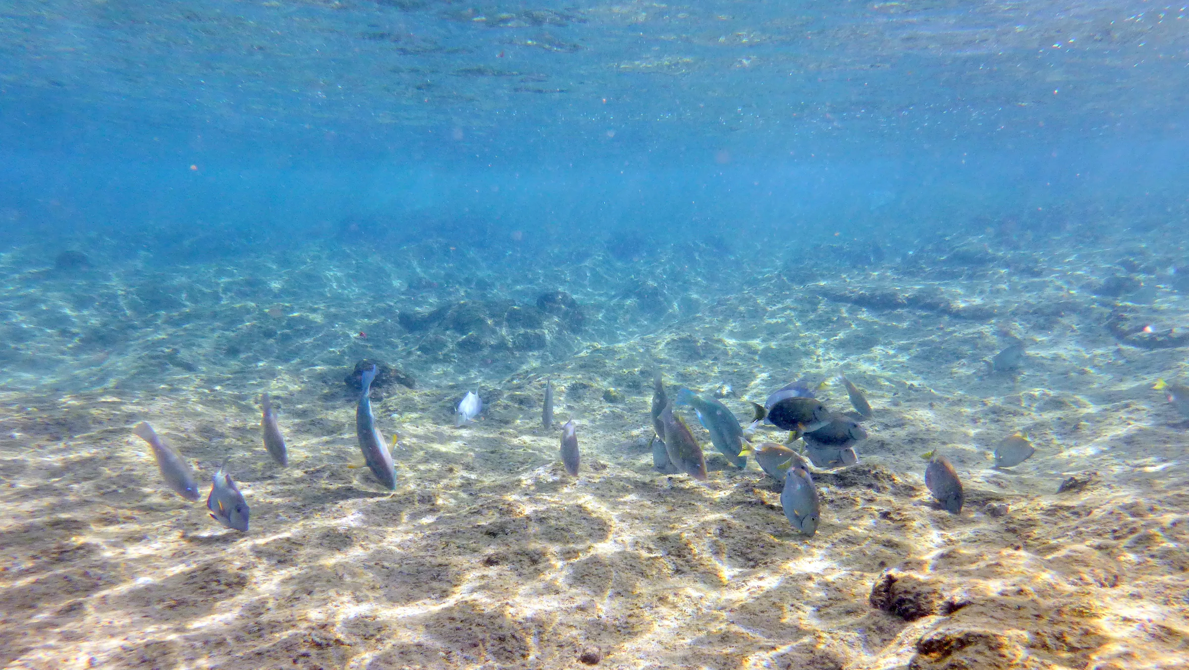 Bonaire underwater photograph, 2013