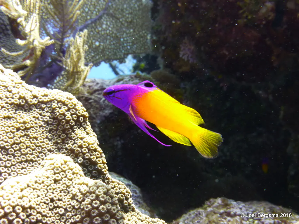Fairy Basslet, Cayman Islands, 2016