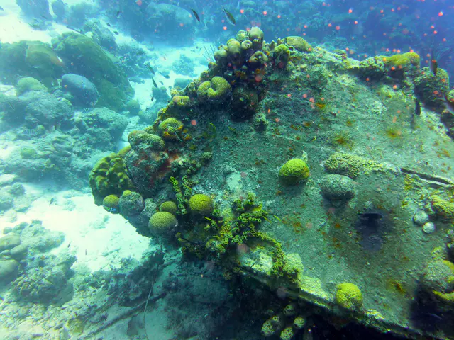 Underwater photograph by Joel Bergsma