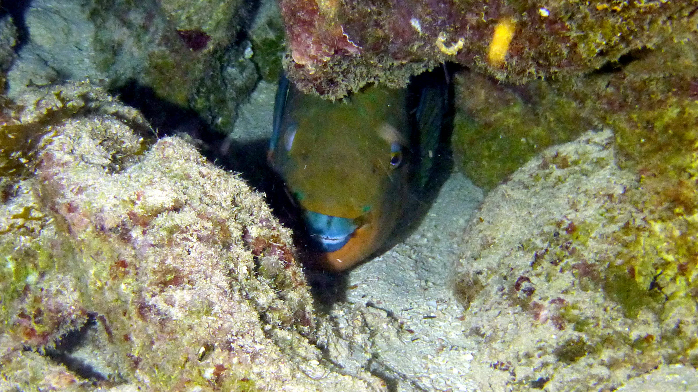 Parrotfish, Belize, 2017