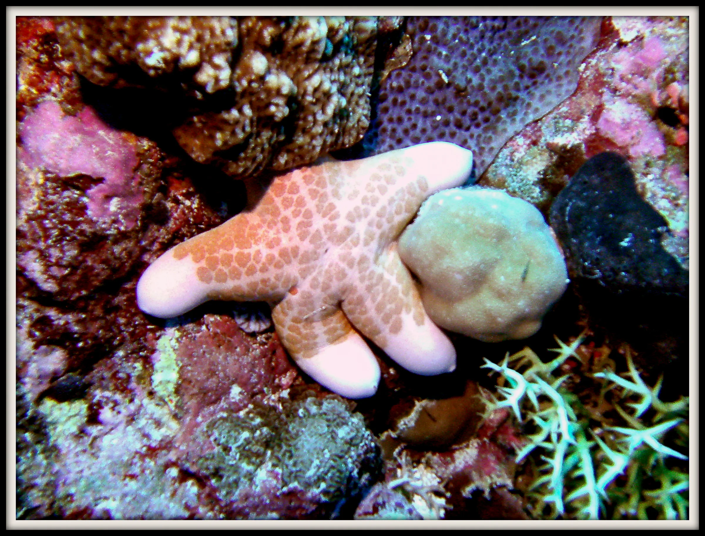 Sea Star