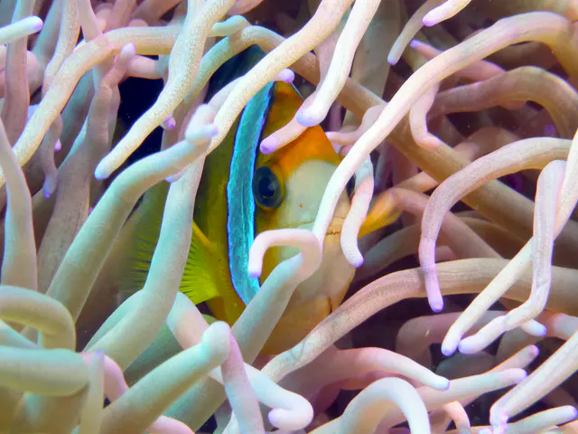 Underwater photograph by Joel Bergsma