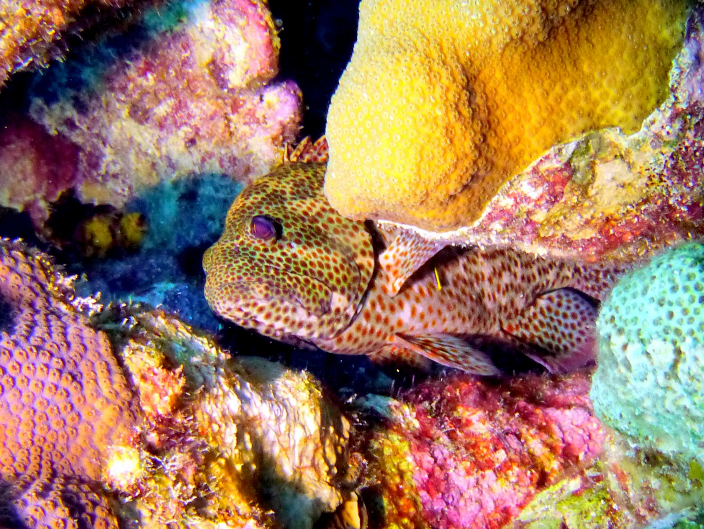 Graysby Grouper, Bonaire, 2013