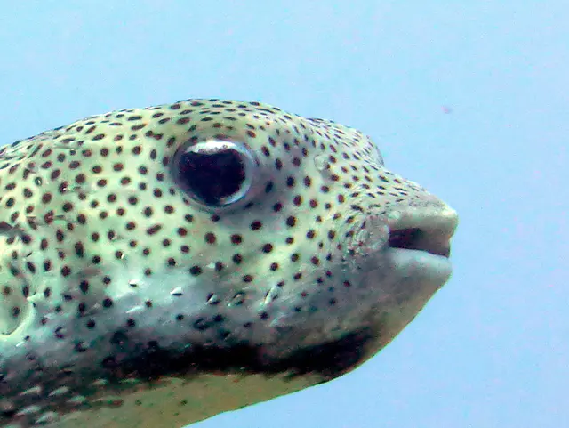 Underwater photograph by Joel Bergsma