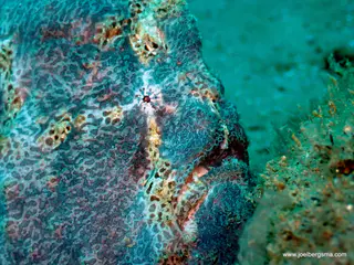Underwater photograph by Joel Bergsma