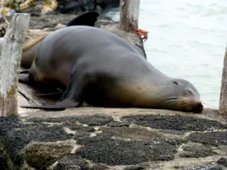 Sea Lion at rest near the outdoor deck of the Red Mangrove Aventura Lodge in Puerto Ayora.