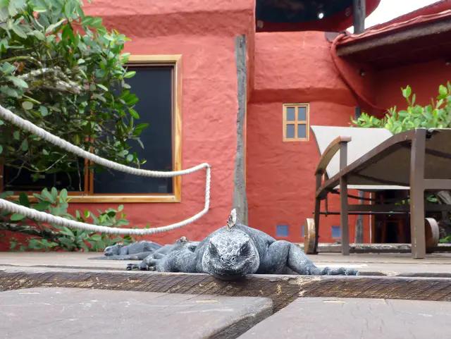 Marine Iguanas at rest on the outdoor deck of the Red Magrove Aventura Lodge in Puerto Ayora.