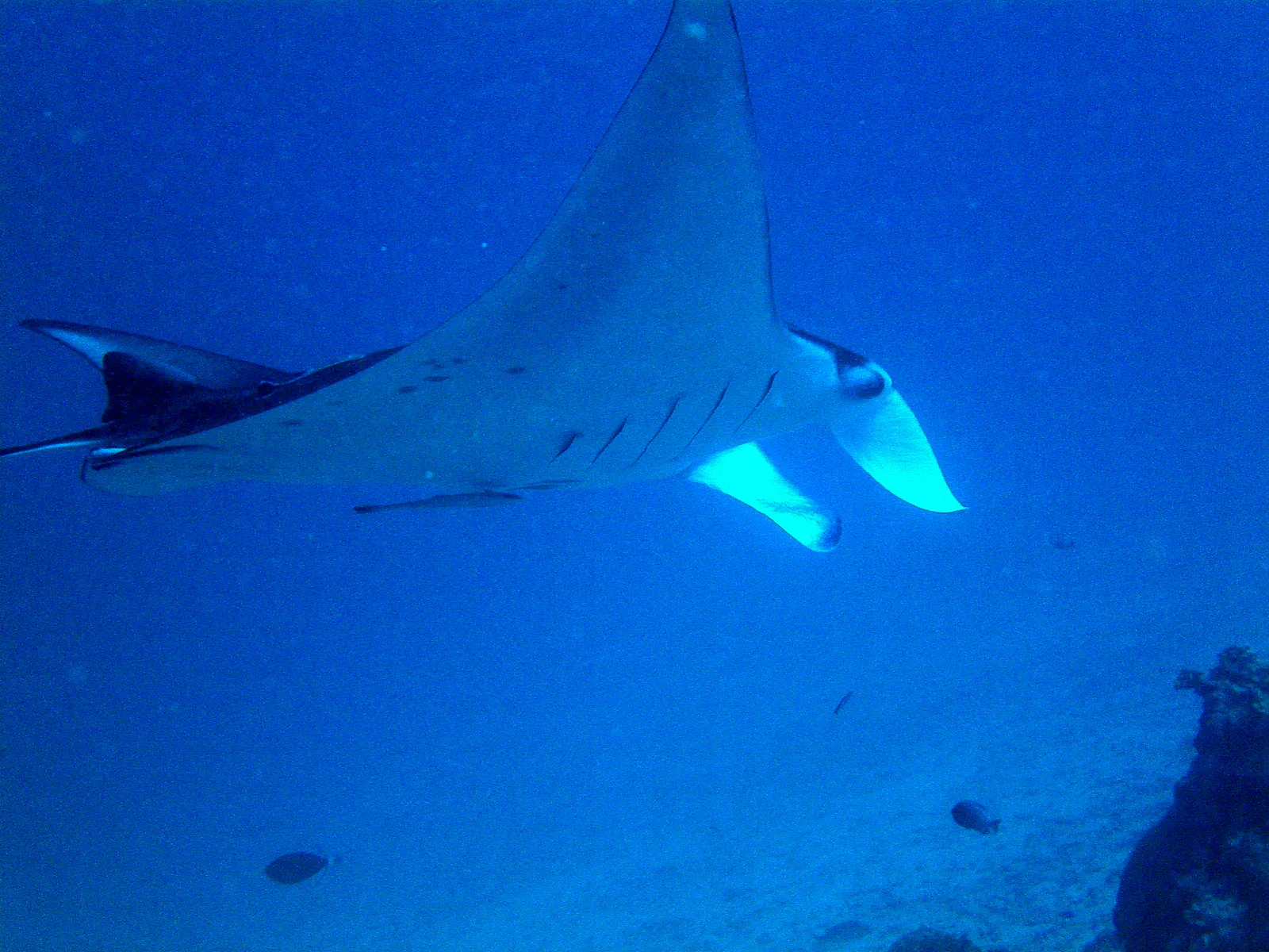 Manta Ray