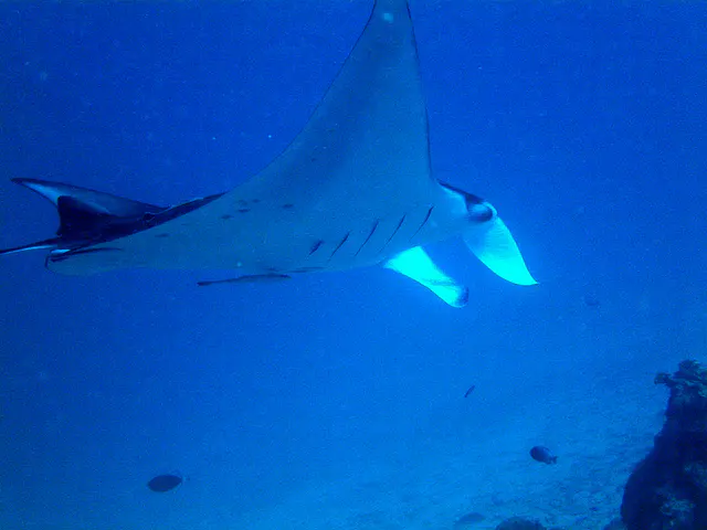 Manta Ray