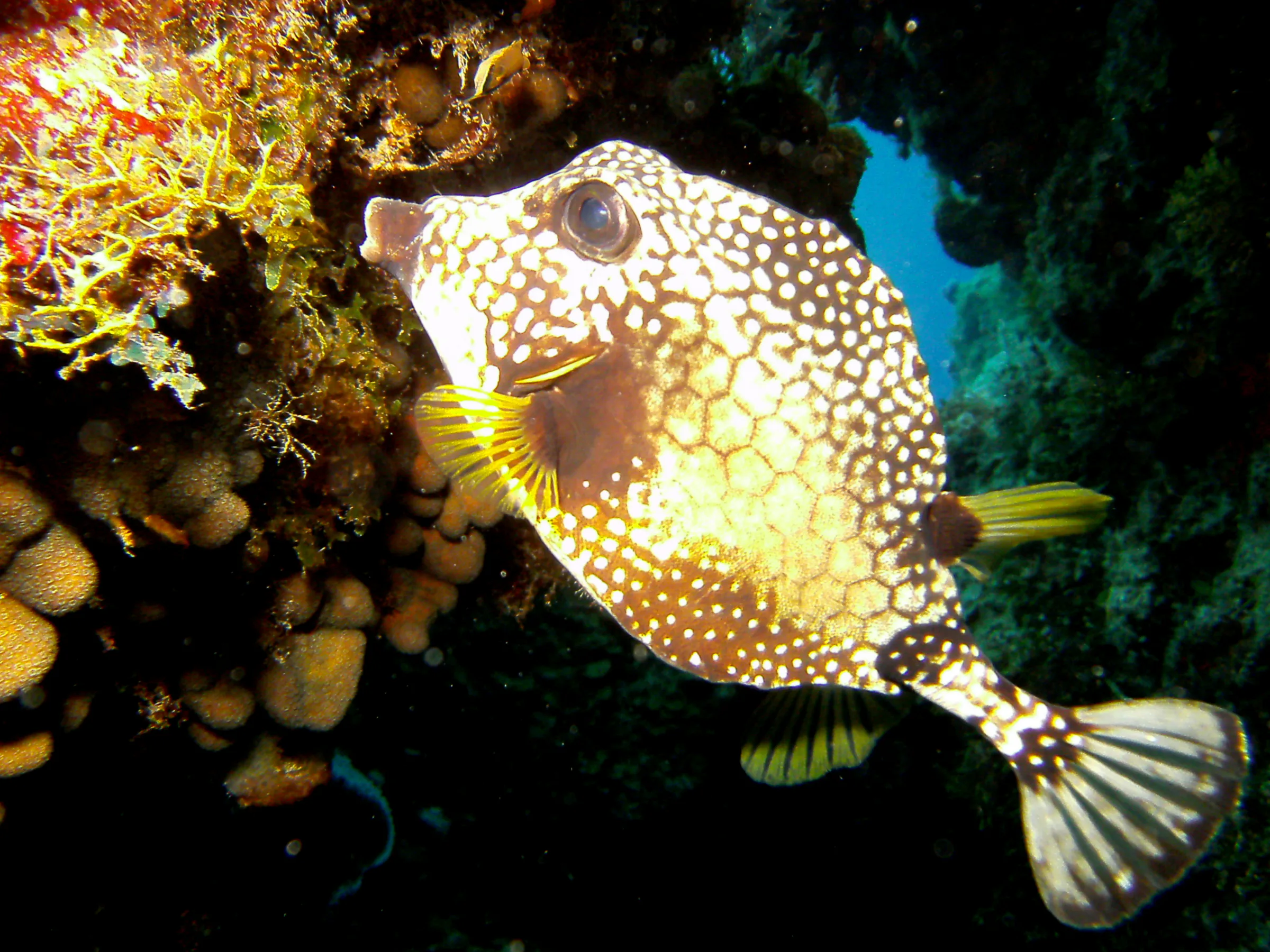 Smooth Trunkfish