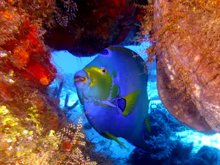 Underwater photograph by Joel Bergsma