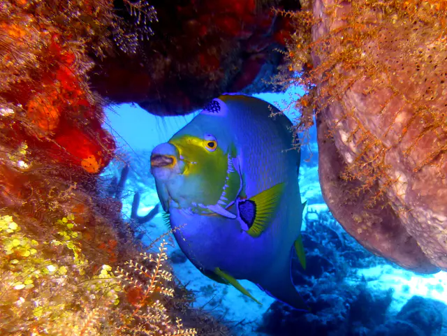 Underwater photograph by Joel Bergsma