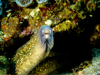 Underwater photograph by Joel Bergsma