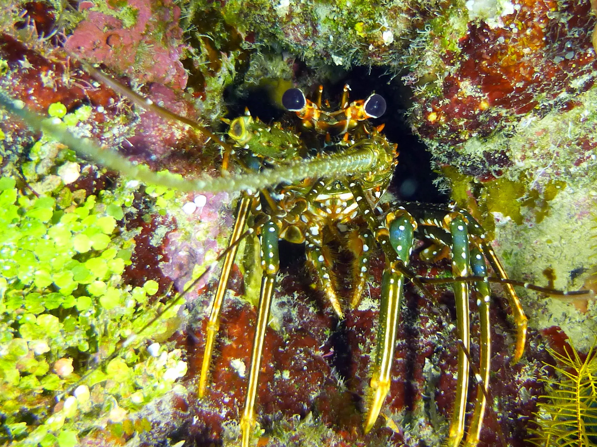 Spotted Spiny Lobster, Belize, 2017