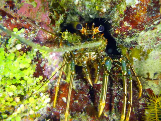 Underwater photograph by Joel Bergsma