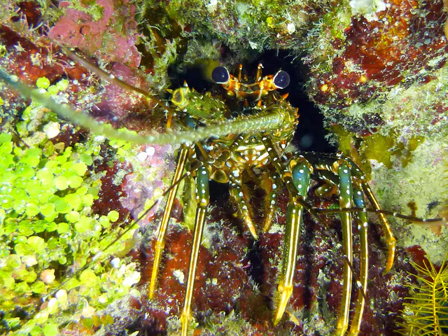 Underwater photograph by Joel Bergsma
