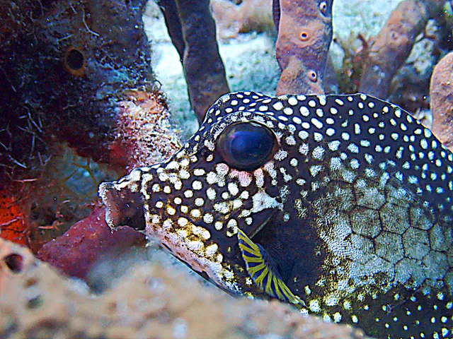 Underwater photograph by Joel Bergsma