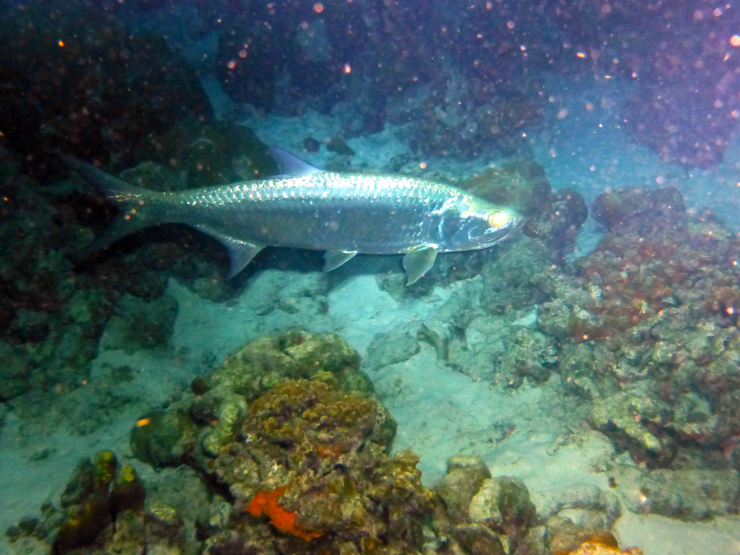 Bonaire underwater photograph, 2013