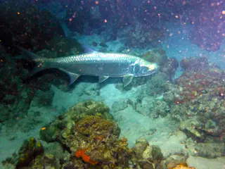 Underwater photograph by Joel Bergsma