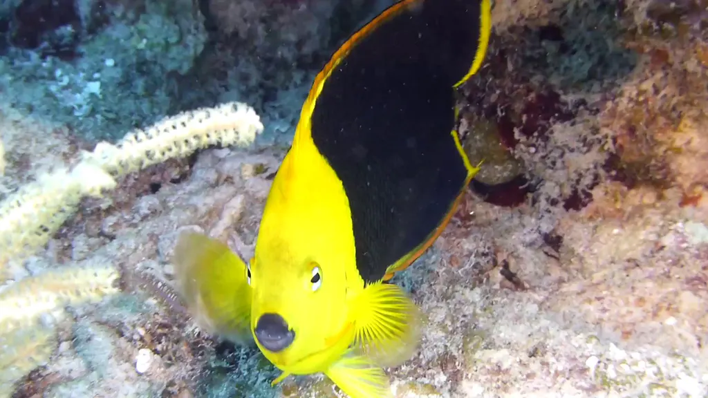 Rock Beauty Angelfish and Queen Angelfish