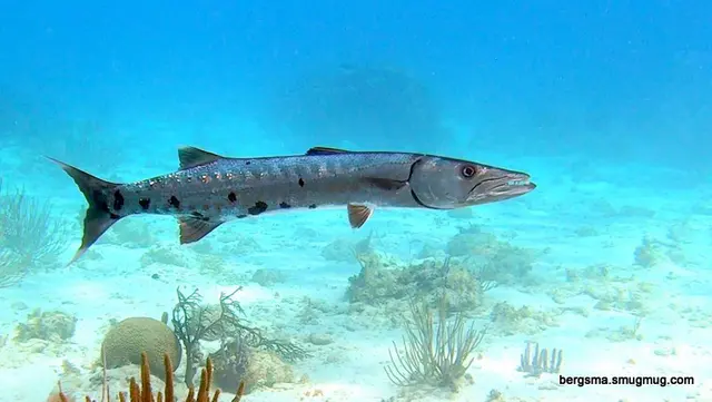 Underwater photograph by Joel Bergsma