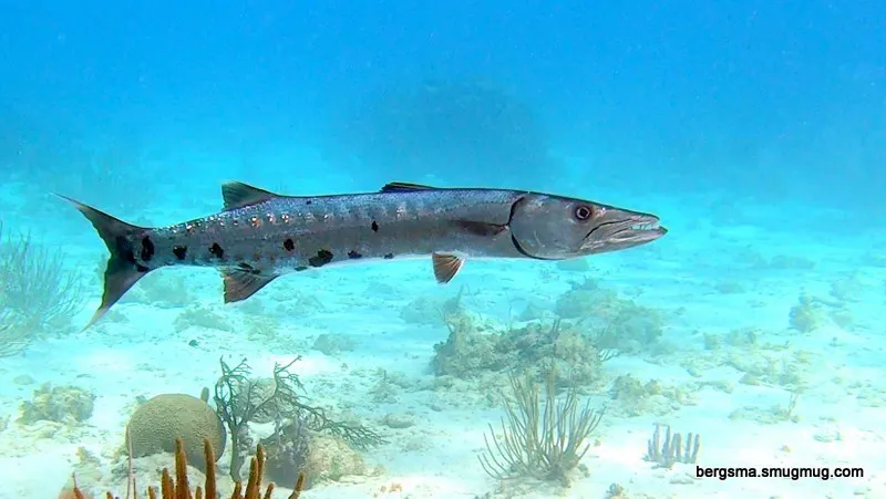 Cayman Islands underwater photograph, 2019