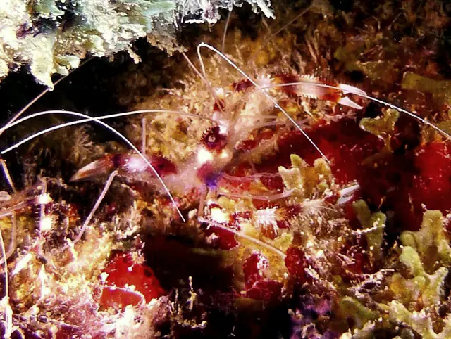 Underwater photograph by Joel Bergsma