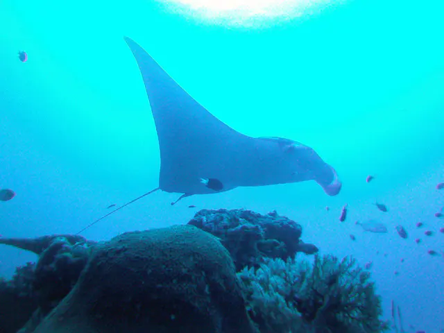 Manta Ray