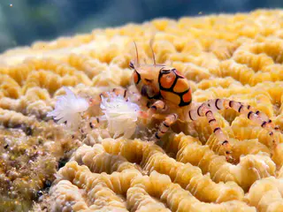 Underwater photograph by Joel Bergsma