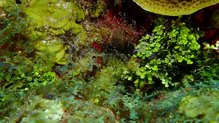 Underwater photograph by Joel Bergsma