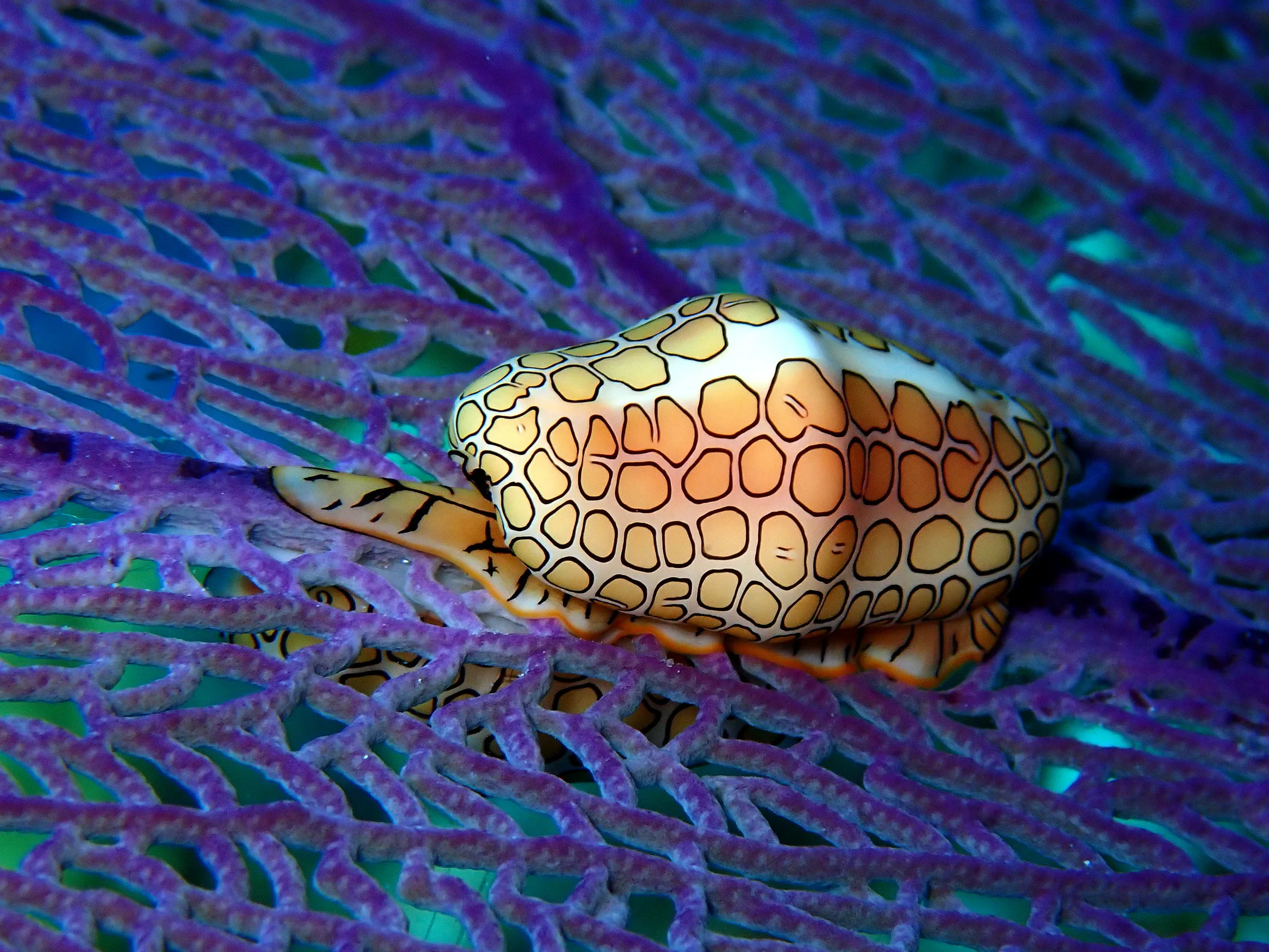 Cozumel underwater photograph, 2023