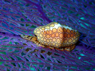 Underwater photograph by Joel Bergsma