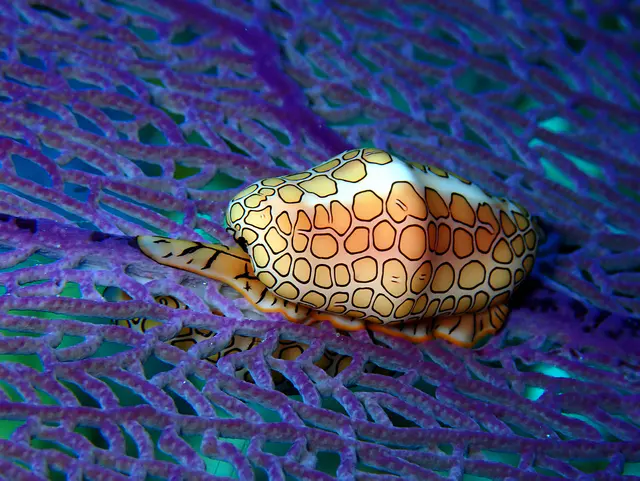 Underwater photograph by Joel Bergsma