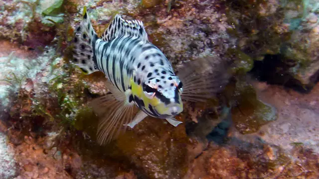 Underwater photograph by Joel Bergsma