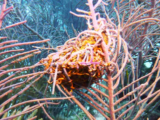 Underwater photograph by Joel Bergsma