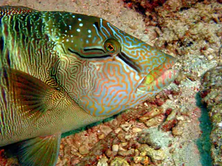 Underwater photograph by Joel Bergsma
