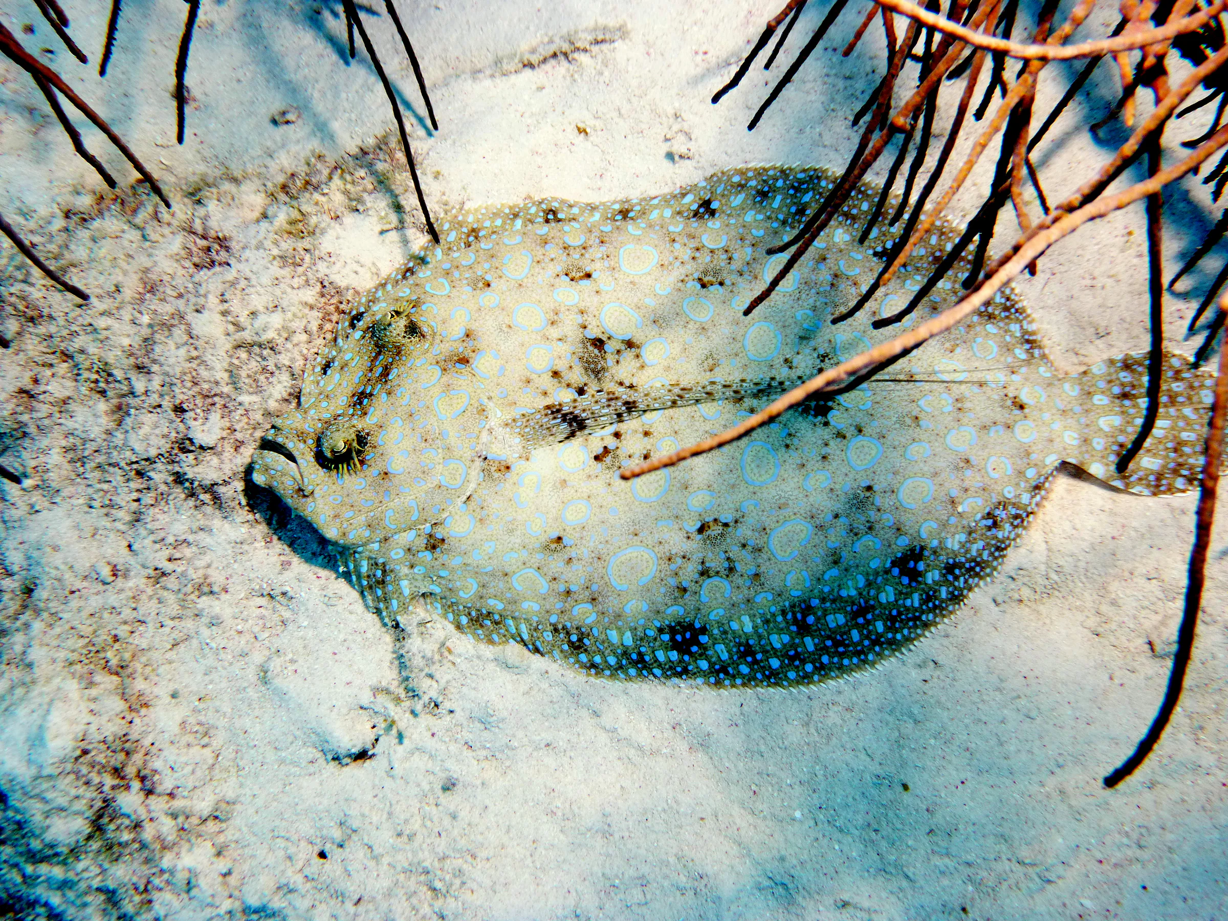 Flounder, Bonaire, 2013