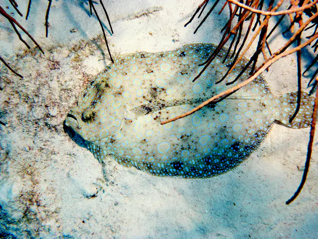 Underwater photograph by Joel Bergsma