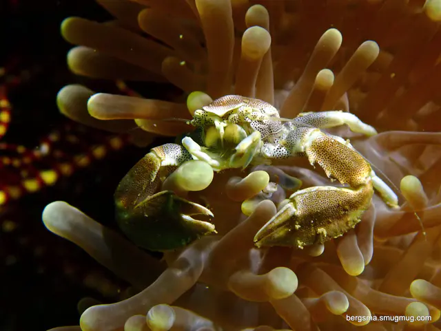 Underwater photograph by Joel Bergsma