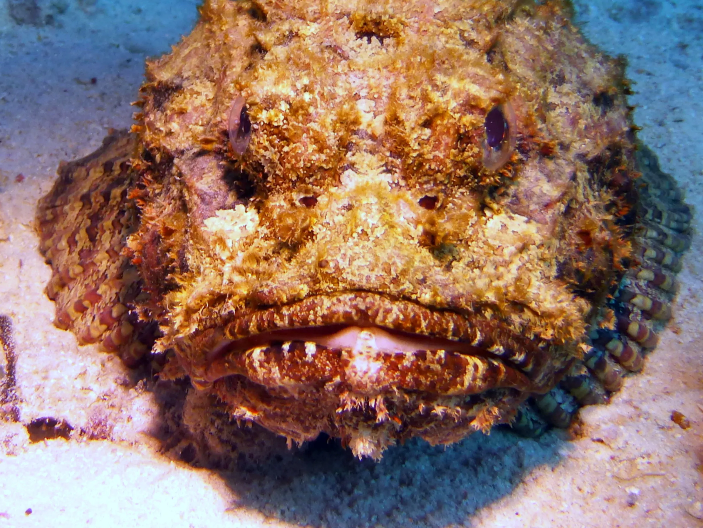 Scorpionfish, Bonaire, 2013