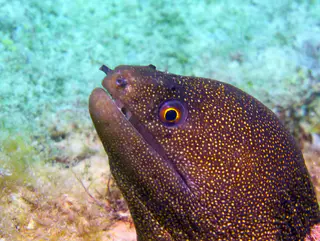 Underwater photograph by Joel Bergsma