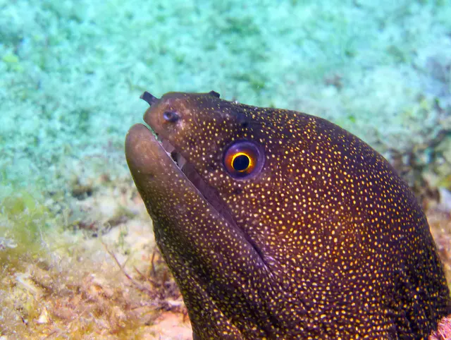 Underwater photograph by Joel Bergsma