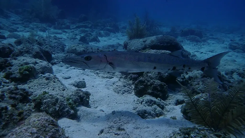 Barracuda