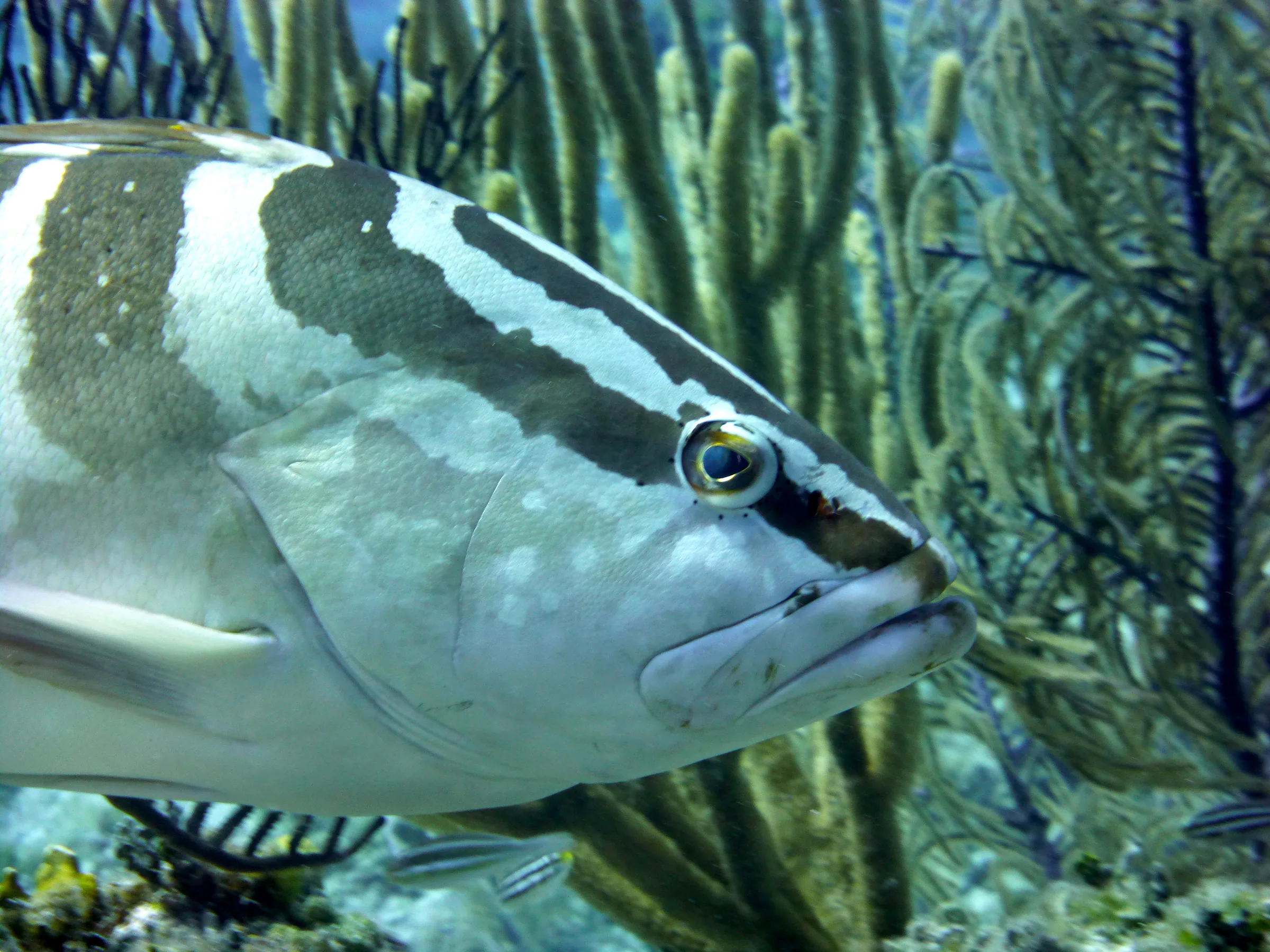 Nassau Grouper, Cayman Islands, 2014